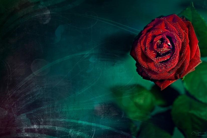 most popular rose background 1920x1200