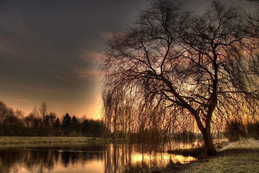 Weeping Willow Tree Background ...