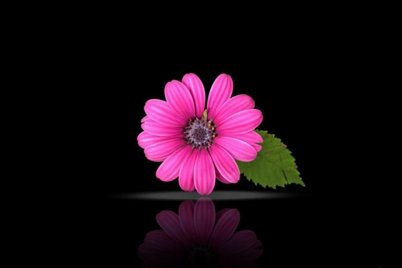 Pink beautiful flowers on black background superb wallpapers
