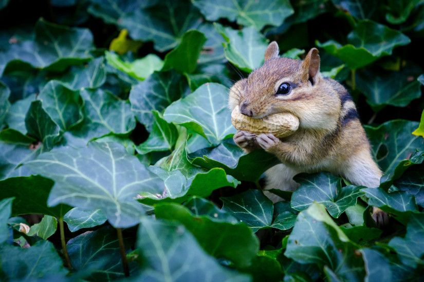 Wallpaper chipmunk, rodent, peanut, leaves, theme animals - download  Wallpapers and Desktop Backgrounds
