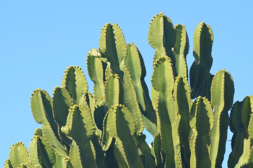 Cactus Wallpaper Background 59186
