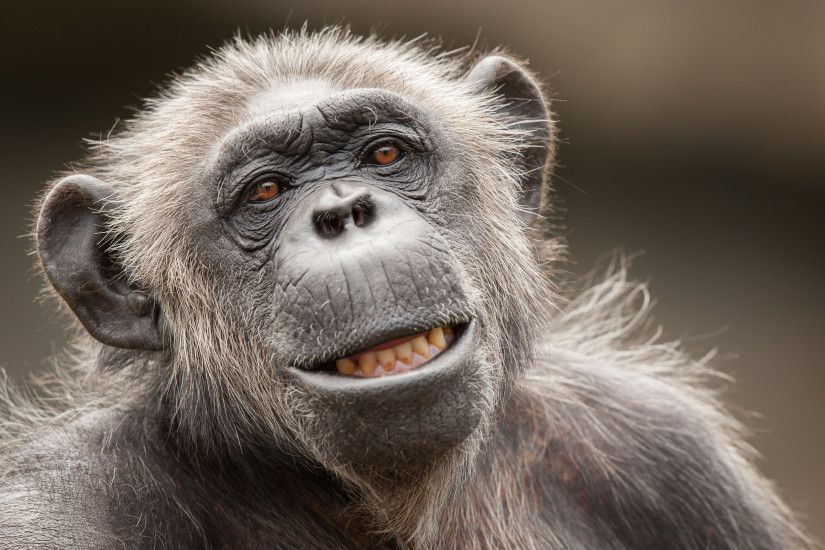 monkey-face-hd-2K-wallpaper.jpg (2560Ã1600) | carte d'affaire JPL |  Pinterest | Primate