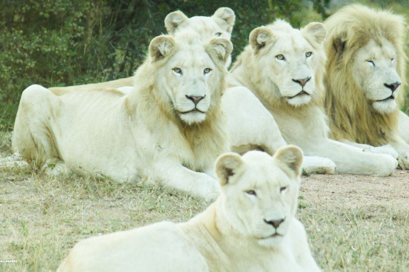 white lions