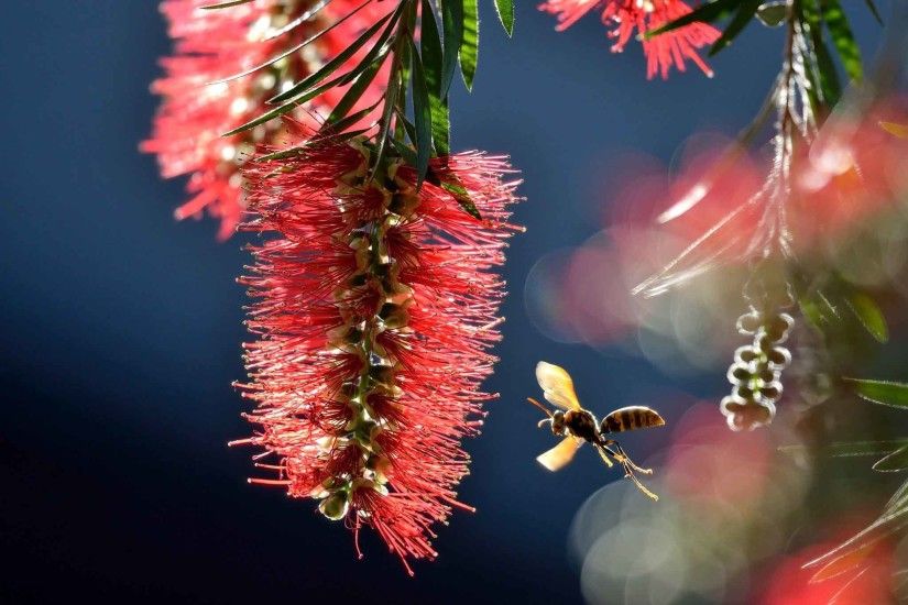 Flowers Up Insect Close Paper Wasp Inflorescence Callistemon Awesome Nature  Wallpapers For Mobile