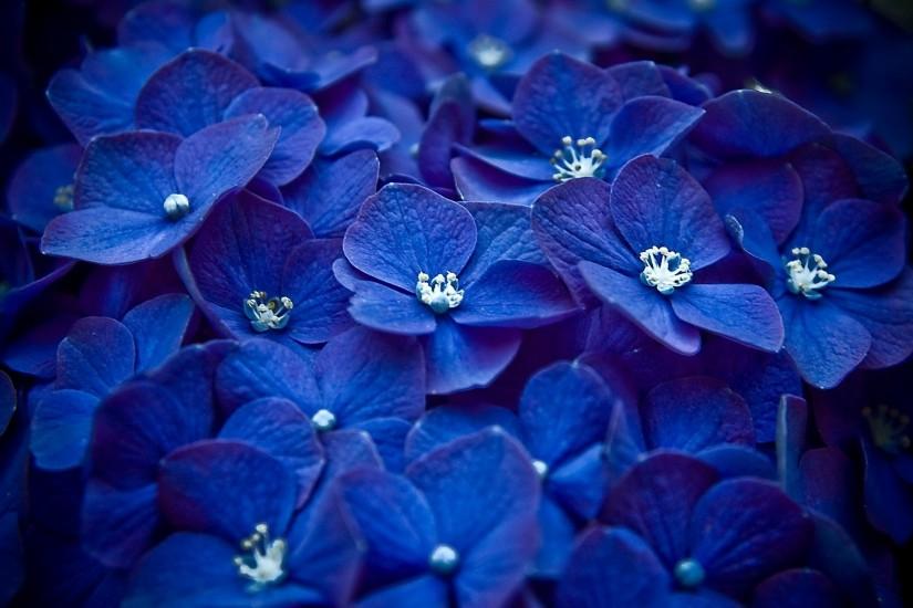 Blue Flowers Tumblr Background