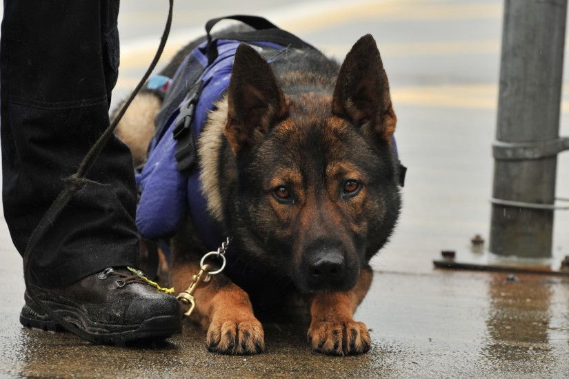 Adopt German Shepherd Police Dogs 23 Wide Wallpaper
