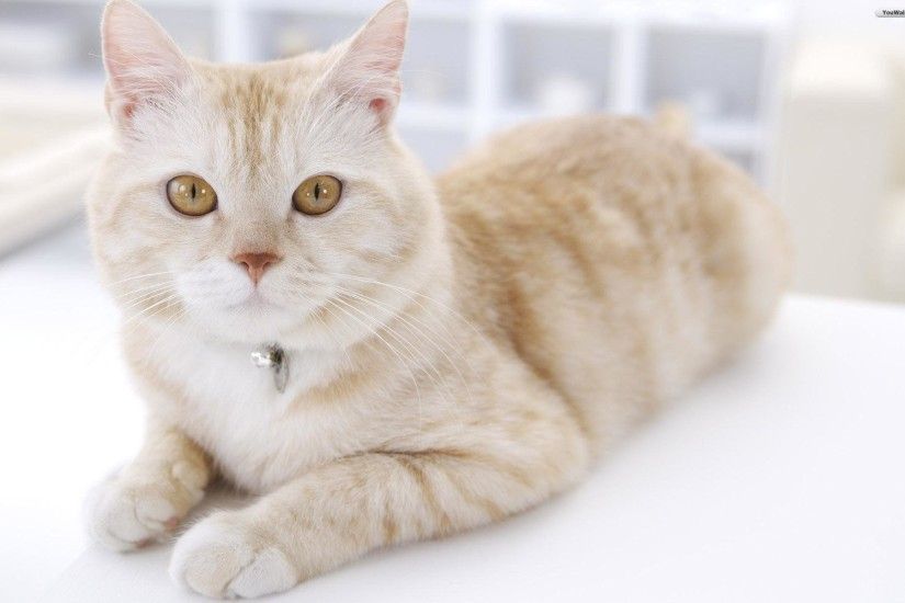 Animal Two White Cat Wallpaper