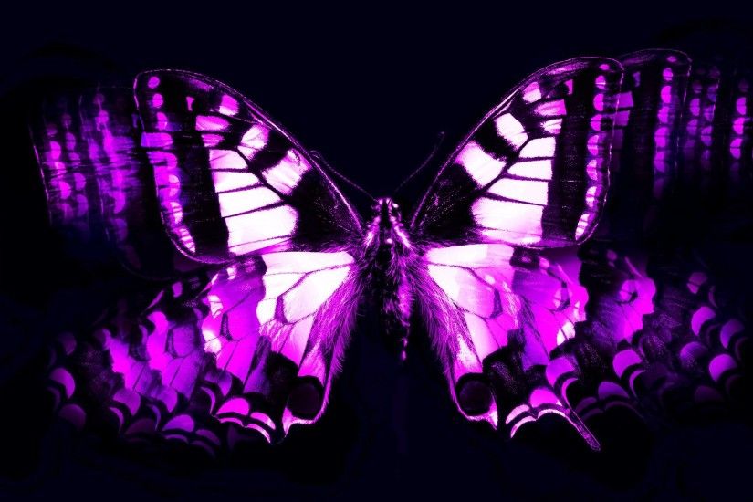 Wallpapers For > Cool Purple Butterfly Wallpapers