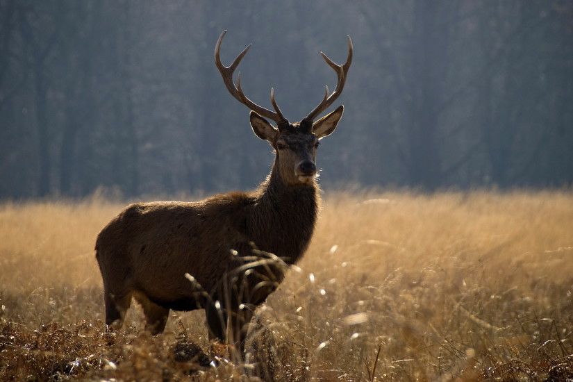 deer hunting wallpapers
