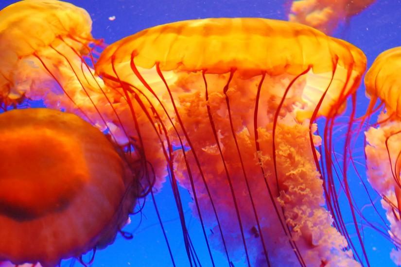 Colorful Jellyfish