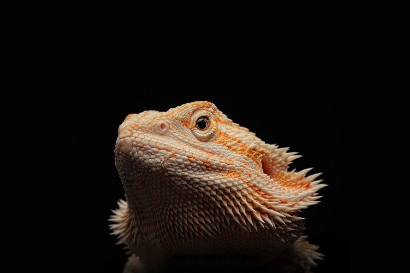 Bearded Dragon Wallpaper Phone Baby Pet Red Cute Full Grown Cages .