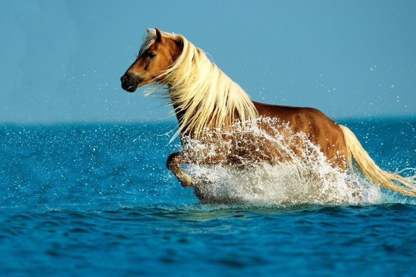 Horse running in the water Animal HD desktop wallpaper, Horse wallpaper -  Animals no.