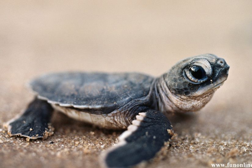 Baby Sea Turtle