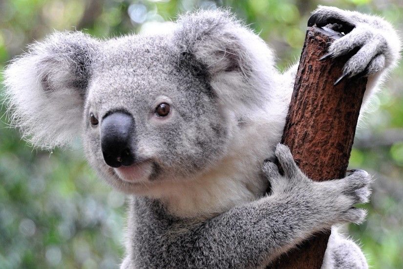 41 Koala Wallpapers | Koala Backgrounds