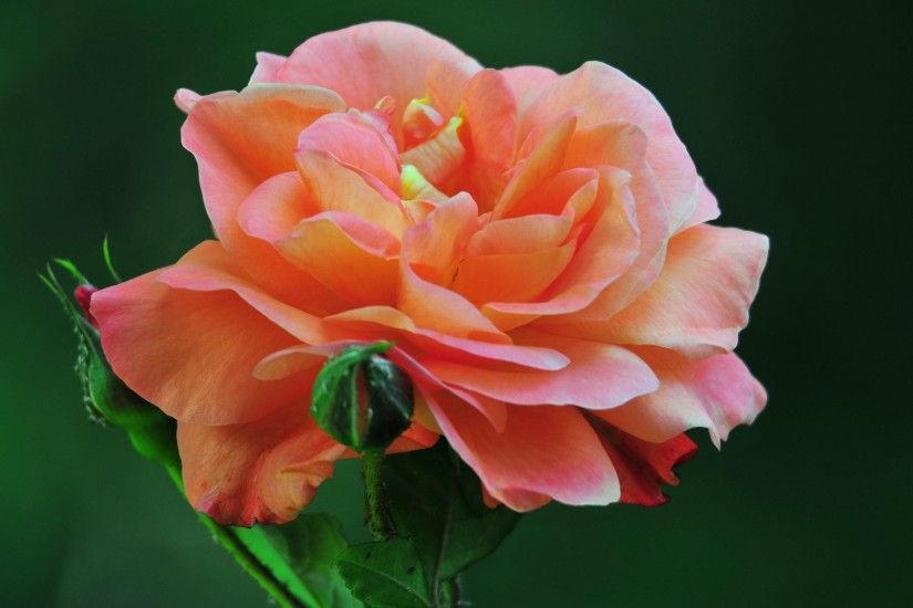 Beautiful Flowers Roses 570812
