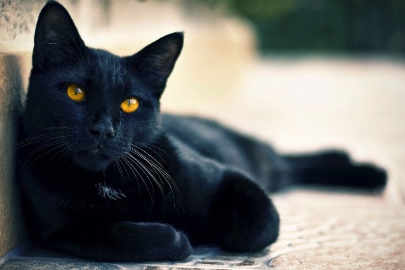 Preview wallpaper black cat, lying, rest 3840x2160