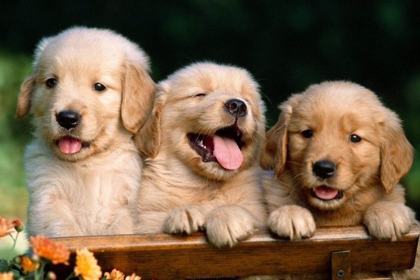 hd cute dog wallpaper backgrounds hd desktop wallpapers amazing images cool  windows wallpapers smart phone background photos free images desktop  backgrounds ...
