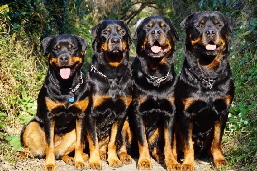 rottweiler dogs hd wallpapers