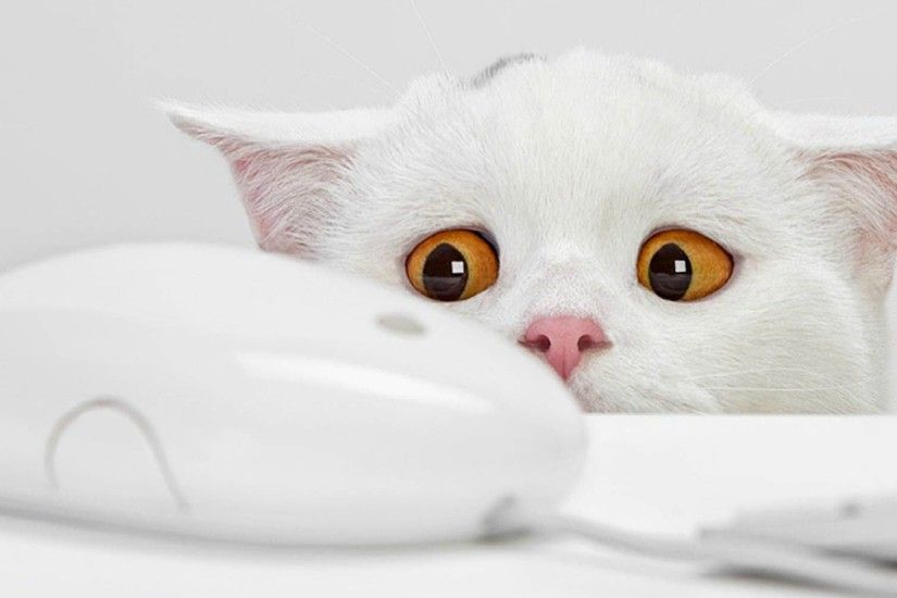 Find out: Funny Cat Expression wallpaper on http://hdpicorner.com/