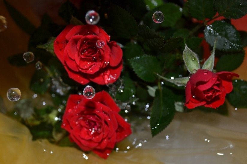 flower roses water drops