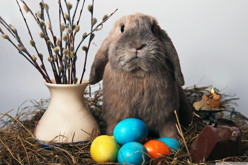 Easter Bunny Desktop Wallpaper (13)