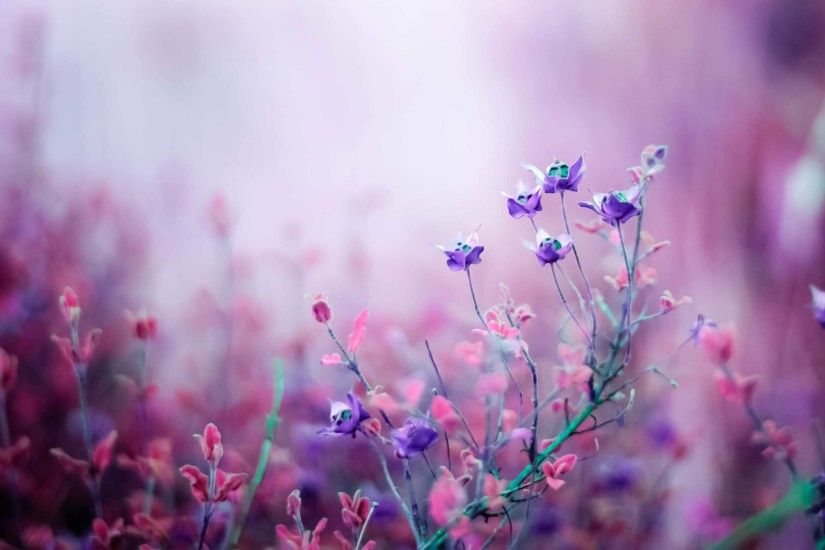 A field of purple flowers in the mist. HD Wallpapers