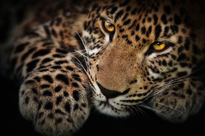 Jaguar Wallpaper