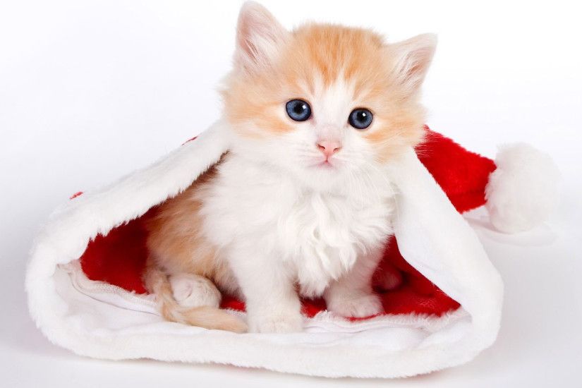 hd pics photos attractive stunning cute small kitten christmas hd quality desktop  background wallpaper