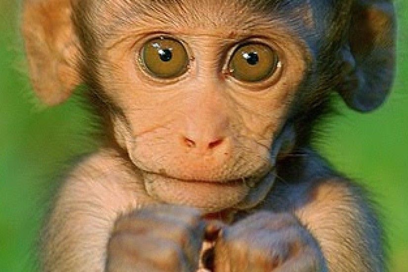 Wallpapers For > Cute Monkey Wallpapers