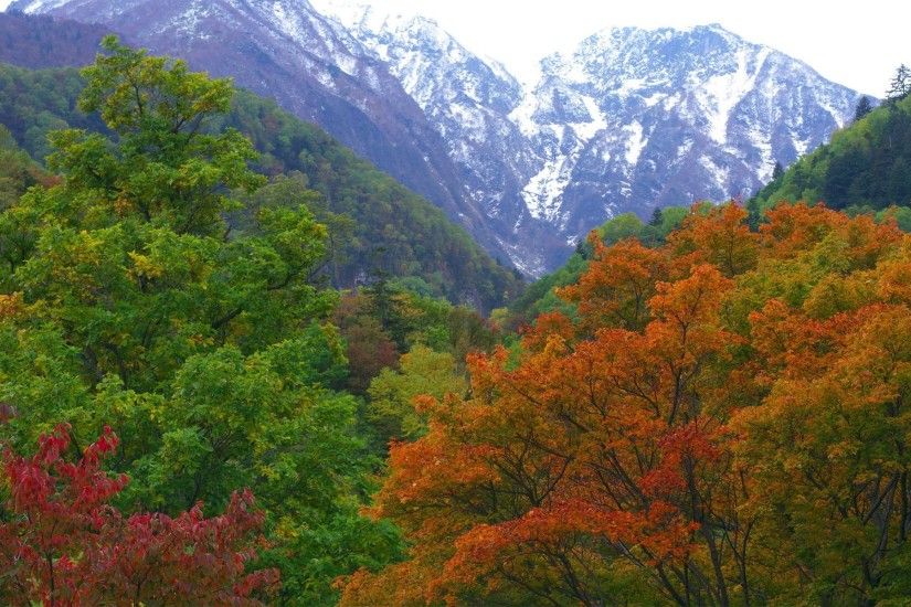 japan nature forest mountain autumn
