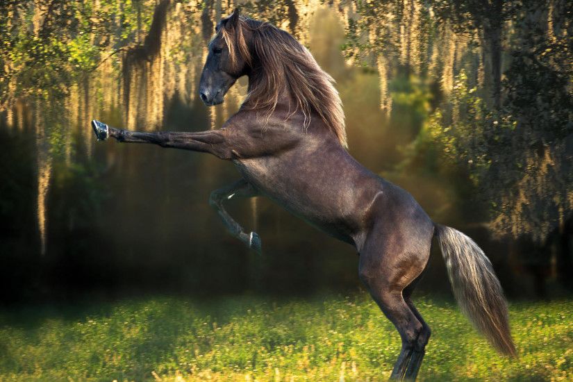 mustangs pferde | horse desktop wallpaper | Desktop Backgrounds for Free HD  Wallpaper .