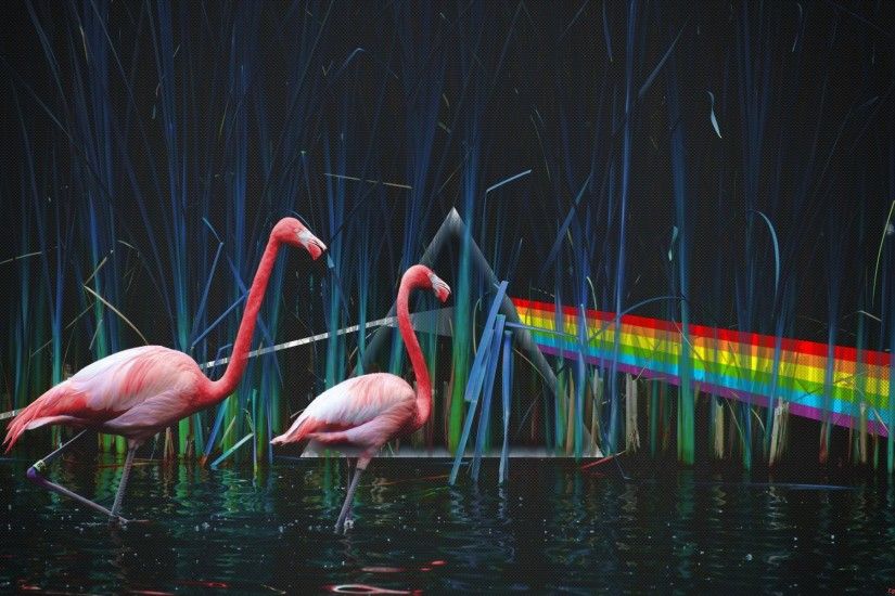 pink floyd the dark side of the moon pink floyd pond flamingos dispersion  of light
