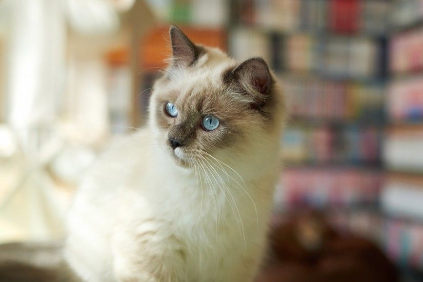 cat, Animals, Siamese Cats, Blue Eyes, Blurred Wallpapers HD / Desktop and  Mobile Backgrounds