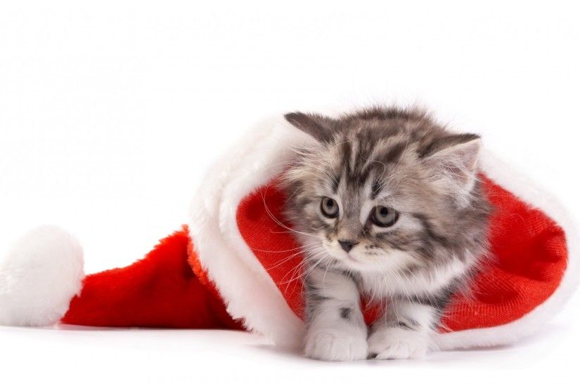 Celebrations / Christmas / Santa hat Wallpaper. Santa hat, Cute kitten ...