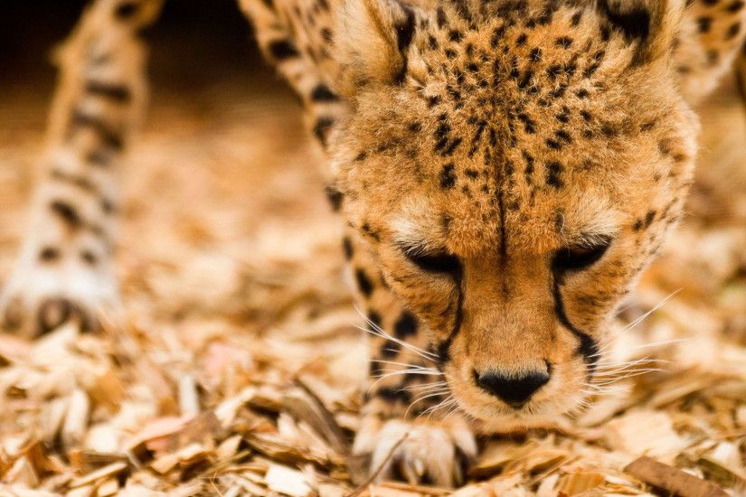 3840x2160 Wallpaper cheetah, wild cat, muzzle