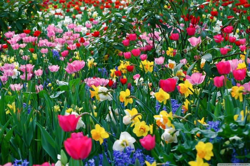 ... Attachment for spring wallpaper with all color tulips