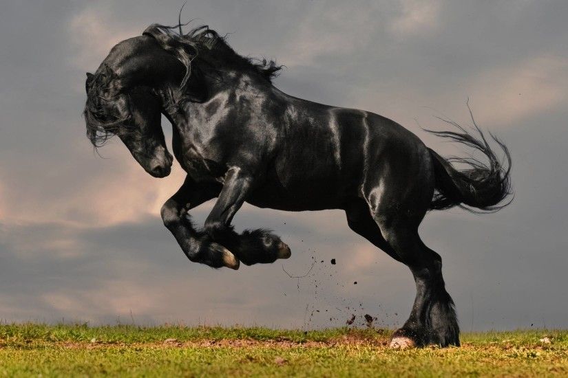Black Horse HD Wallpapers | Download Black Horse Images | Cool .