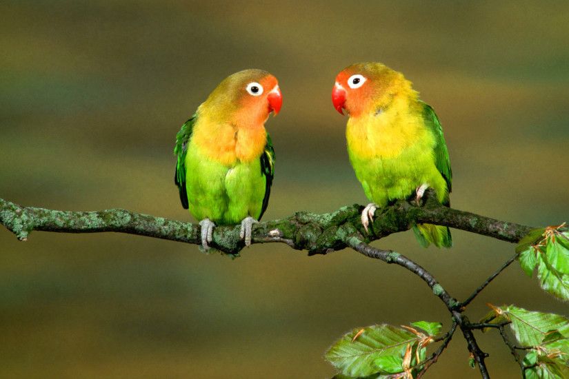 Most Beautiful Parrots 1080p Wallpapers