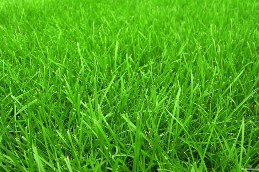download free grass background 1920x1200
