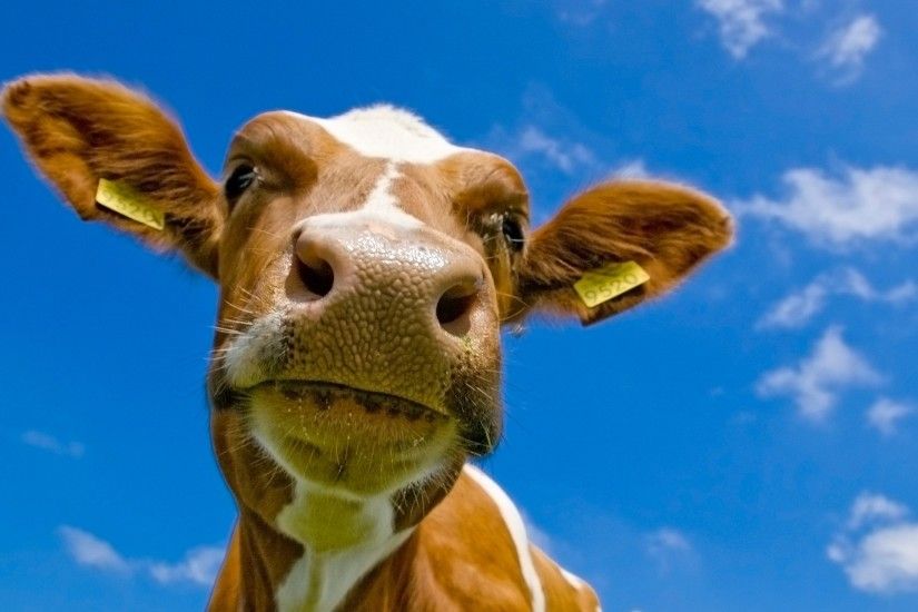 Cow Wallpaper Cows Animals Wallpapers