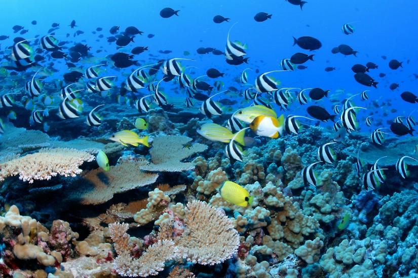... underwater ocean sea nature tropical reef coral wallpaper ...