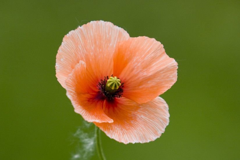... Poppy Flower