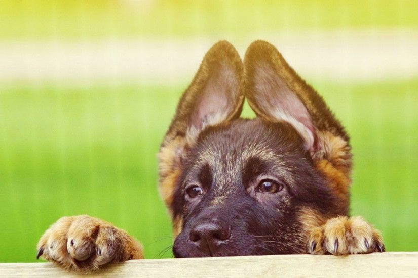 Cute German Shepherd Puppies Wallpapers High Resolution As Wallpaper HD