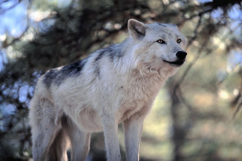 Animals in the Great Lakes | Animal Wolf
