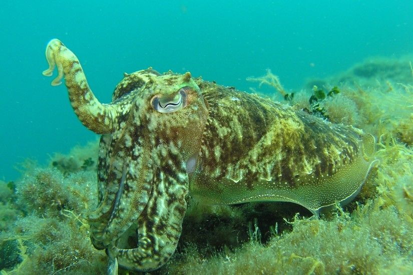 animal diving underwater mediterranean biology squid fauna coral reef  invertebrate reef octopus sepia croatia habitat cuttlefish Public Domain
