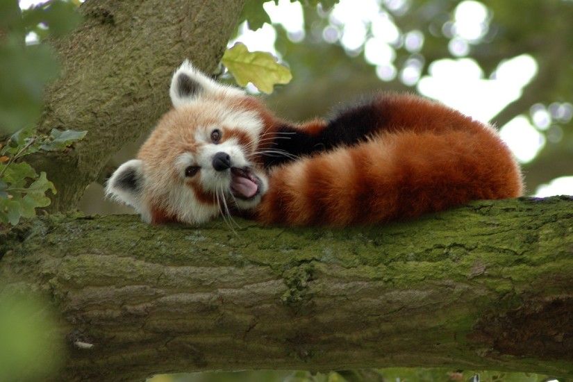 Cute Animals Yawning Free Wallpaper