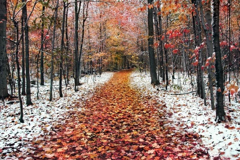 1920x1200 Wallpaper path, wood, autumn, snow, november, young growth