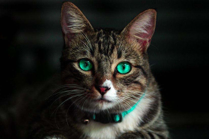 Preview wallpaper cat, green-eyed, beautiful, look 1920x1080