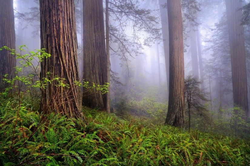 California Redwoods morning forest mist spring wallpaper background .