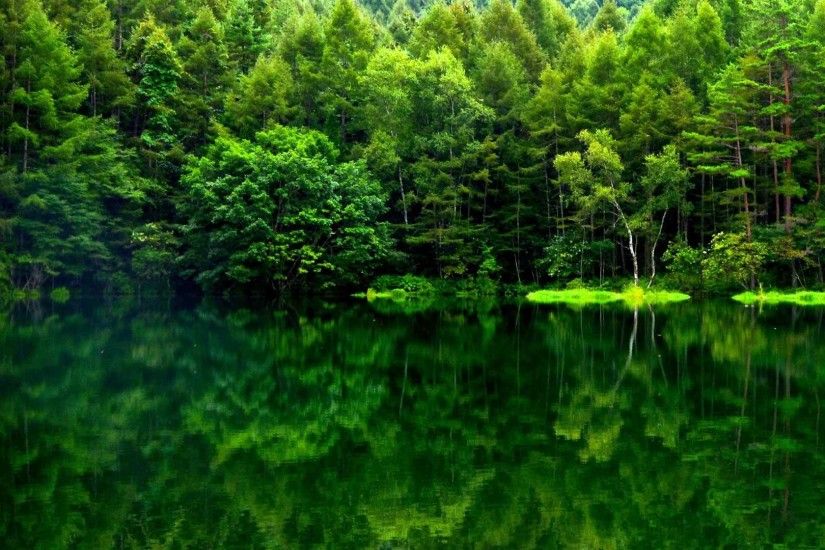 Beautiful Green Forest HD Wide Wallpaper for Widescreen (37 Wallpapers) – HD  Wallpapers